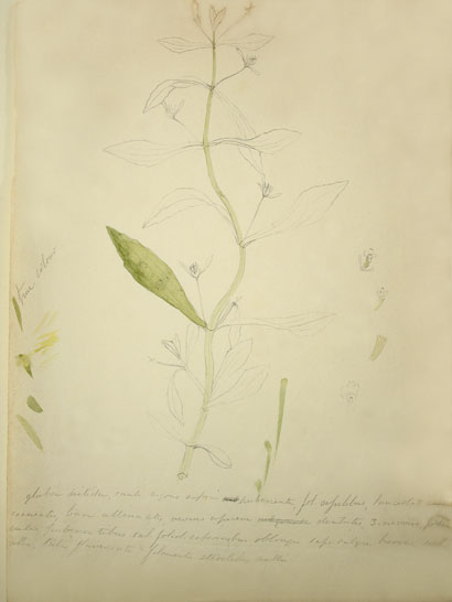 Gratiola_37